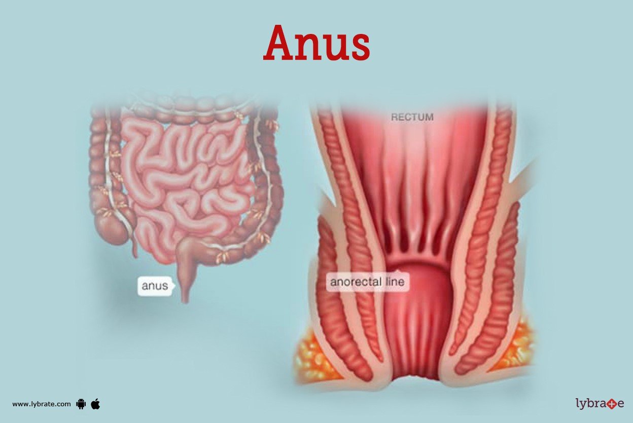 Anus  Mengenal Struktur Anus dan Fungsinya