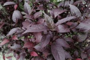 Obatin Ambeien Pakai Daun Ungu, Amankah?