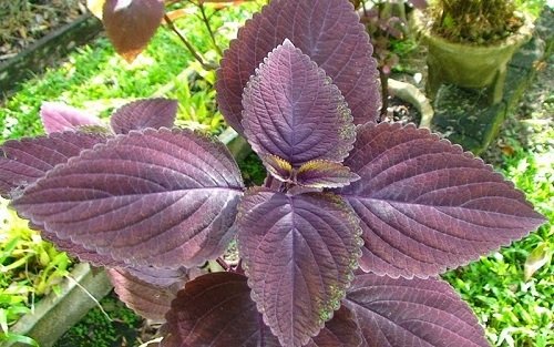 Manfaat Daun Ungu sebagai Obat Wasir